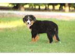 Bernese Mountain Dog Puppy for sale in Anthony, NM, USA