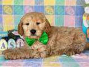 Goldendoodle Puppy for sale in Lancaster, PA, USA