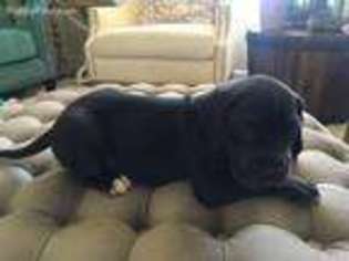 Great Dane Puppy for sale in Neenah, WI, USA