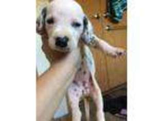 Dalmatian Puppy for sale in Winchester, KY, USA
