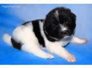 Akita Puppy for sale in San Luis Obispo, CA, USA
