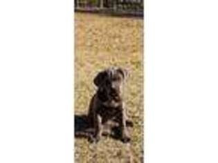 Cane Corso Puppy for sale in Gloster, MS, USA