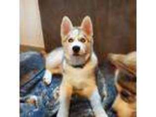 Siberian Husky Puppy for sale in Aliquippa, PA, USA