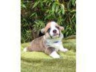 Pembroke Welsh Corgi Puppy for sale in Spring, TX, USA