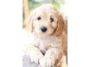 Labradoodle Puppy for sale in EAGLE POINT, OR, USA