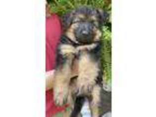 German Shepherd Dog Puppy for sale in Wyano, PA, USA