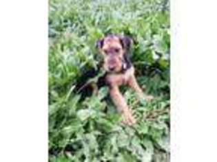 Airedale Terrier Puppy for sale in Lockhart, TX, USA