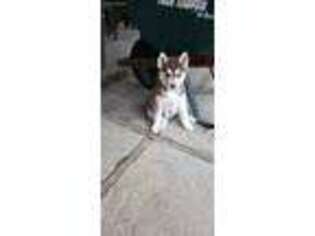 Siberian Husky Puppy for sale in Brookville, PA, USA