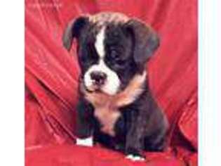 French Bulldog Puppy for sale in Elora, TN, USA