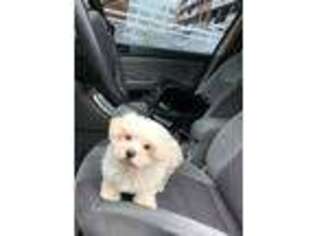 Maltese Puppy for sale in Jersey City, NJ, USA