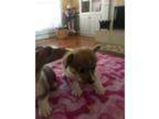 Pembroke Welsh Corgi Puppy for sale in Jenkinsburg, GA, USA