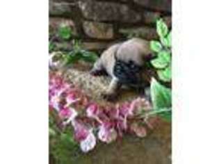 Pug Puppy for sale in Kerrville, TX, USA