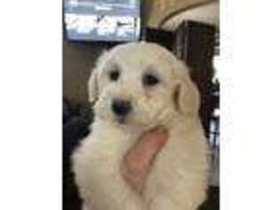 Mutt Puppy for sale in Benton Harbor, MI, USA
