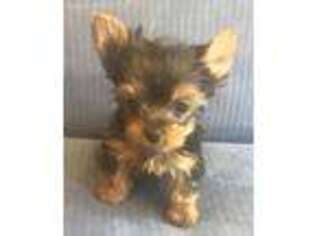 Yorkshire Terrier Puppy for sale in Greenwood, SC, USA