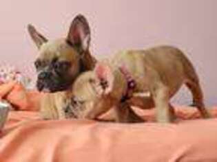 French Bulldog Puppy for sale in Michigan City, IN, USA