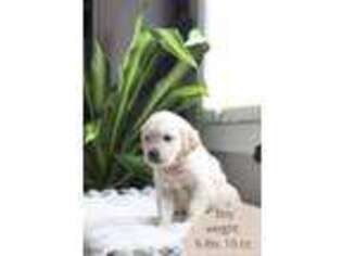 Golden Retriever Puppy for sale in Axton, VA, USA
