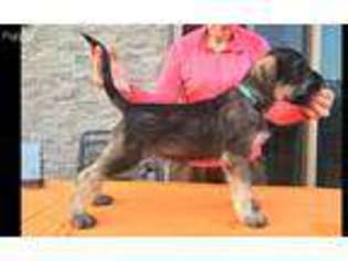 Mutt Puppy for sale in Weatogue, CT, USA