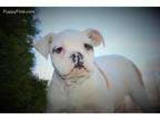 Olde English Bulldogge Puppy for sale in Cassville, MO, USA