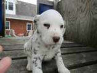 Dalmatian Puppy for sale in Chicago, IL, USA