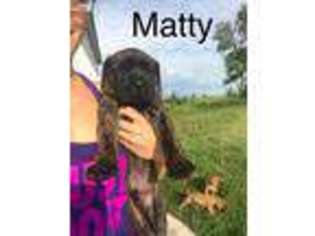 Mastiff Puppy for sale in Newman Grove, NE, USA