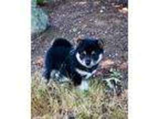 Shiba Inu Puppy for sale in Redmond, WA, USA