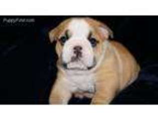 Bulldog Puppy for sale in Pulaski, WI, USA