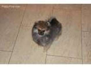 Pomeranian Puppy for sale in Pompano Beach, FL, USA