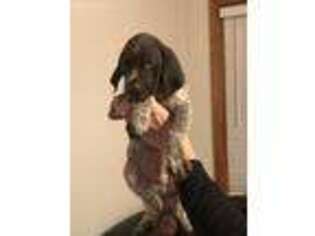 German Shorthaired Pointer Puppy for sale in Norfolk, VA, USA