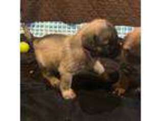 Mastiff Puppy for sale in Acushnet, MA, USA