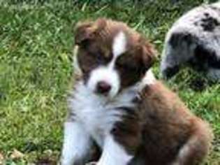 Australian Shepherd Puppy for sale in Riverview, FL, USA
