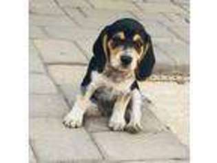 Beagle Puppy for sale in Scottsdale, AZ, USA