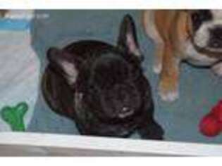 French Bulldog Puppy for sale in Delanson, NY, USA