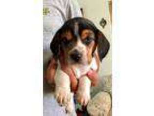 Beagle Puppy for sale in Zillah, WA, USA