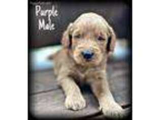 Goldendoodle Puppy for sale in Loranger, LA, USA
