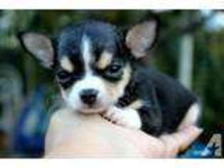 Chihuahua Puppy for sale in CASHMERE, WA, USA