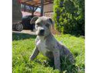 American Bulldog Puppy for sale in Big Spring, TX, USA