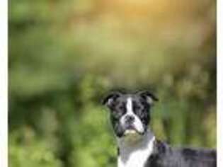 Boston Terrier Puppy for sale in Barre, MA, USA