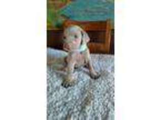 Weimaraner Puppy for sale in Creston, IA, USA