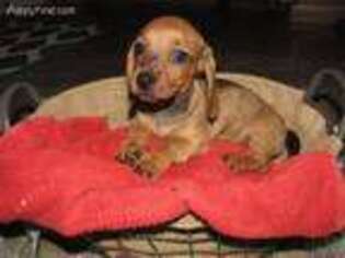 Dachshund Puppy for sale in Loysville, PA, USA
