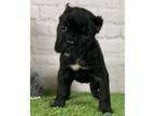 Cane Corso Puppy for sale in Westfield, PA, USA