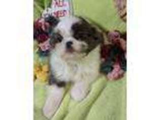 Mutt Puppy for sale in Emory, TX, USA