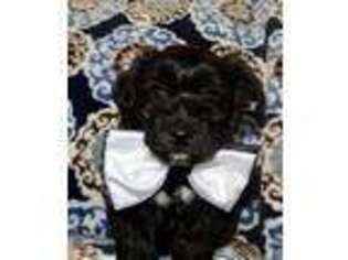 Coton de Tulear Puppy for sale in Ionia, MI, USA