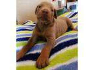 Doberman Pinscher Puppy for sale in Sulphur Springs, TX, USA