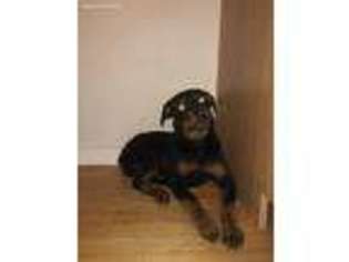 Rottweiler Puppy for sale in Falmouth, MA, USA