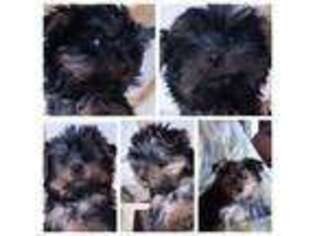 Yorkshire Terrier Puppy for sale in Galesville, WI, USA