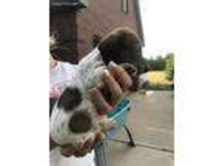 Dachshund Puppy for sale in Quanah, TX, USA