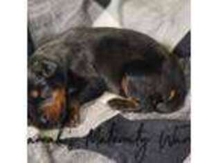 Doberman Pinscher Puppy for sale in Mason, OH, USA