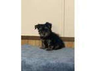 Yorkshire Terrier Puppy for sale in Danielsville, GA, USA