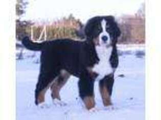 Bernese Mountain Dog Puppy for sale in New York, NY, USA