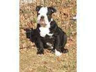 Bulldog Puppy for sale in Bowie, TX, USA
